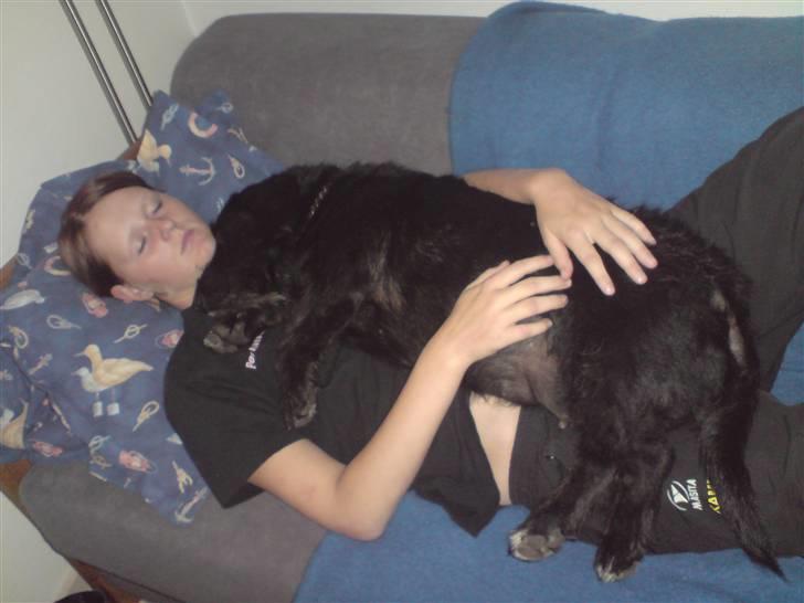 Gravhund Molly R.I.P billede 16