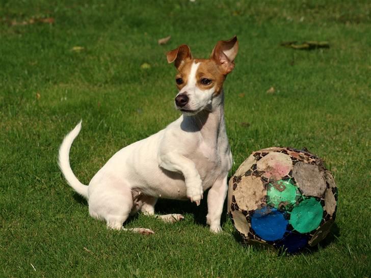 Jack russell terrier » Haldumlunds My Shela « - I <3 my football billede 10