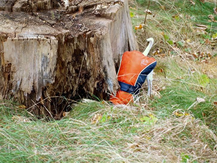 Jack russell terrier » Haldumlunds My Shela « billede 11