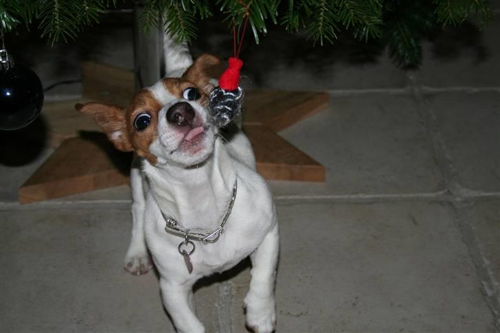 Jack russell terrier » Haldumlunds My Shela « - Shela - Juleaften .. Syntes at julepyntet var meget sjovt at slikke på :-P billede 12