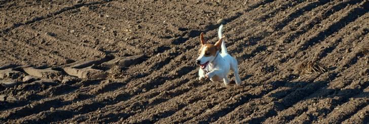 Jack russell terrier » Haldumlunds My Shela « - MARKFRÆS! billede 13