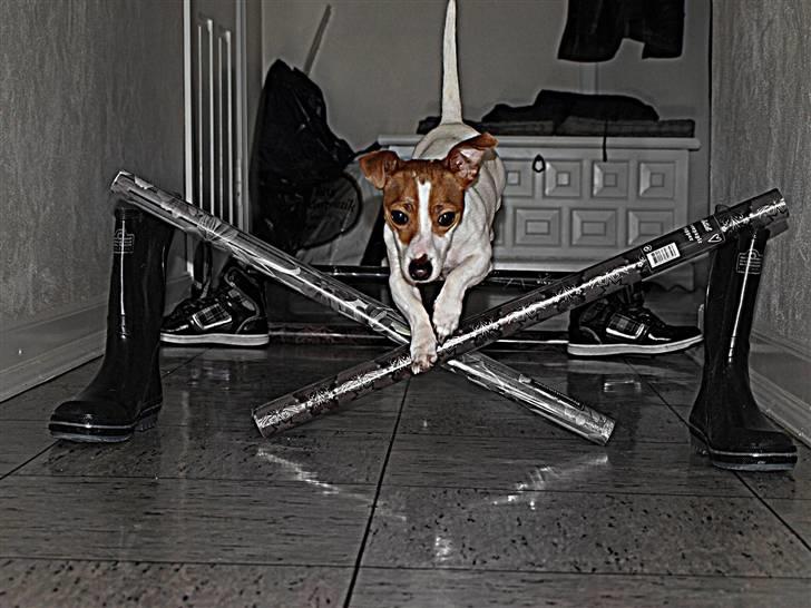 Jack russell terrier » Haldumlunds My Shela « - JUMPiNG! billede 14