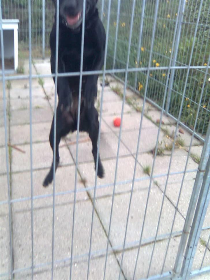 Labrador retriever Zenta - luk mig UD!!!!!!!!!!!!!!! billede 12