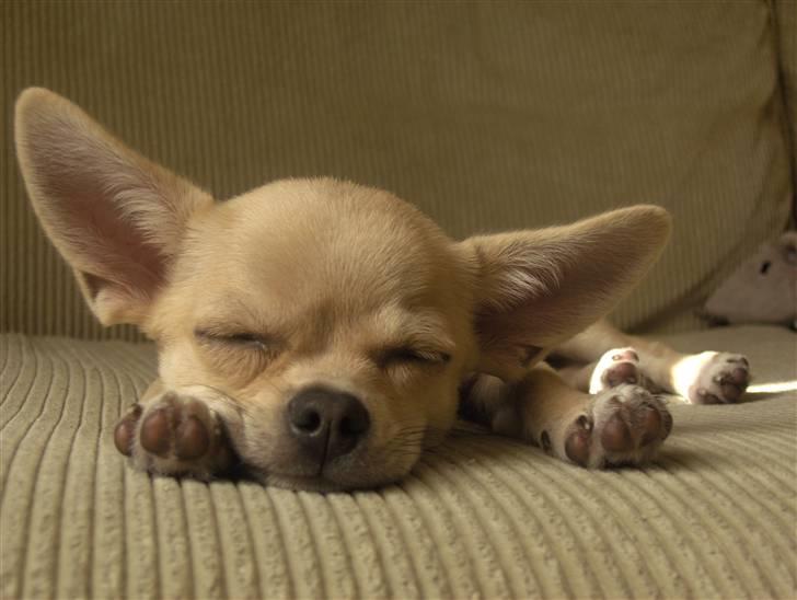 Blanding af racer bastian - Slapper på sofaen billede 1