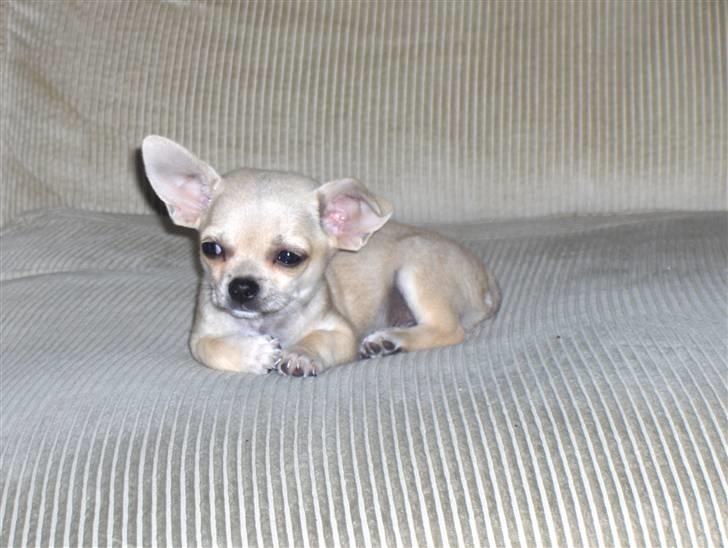 Blanding af racer bastian billede 3