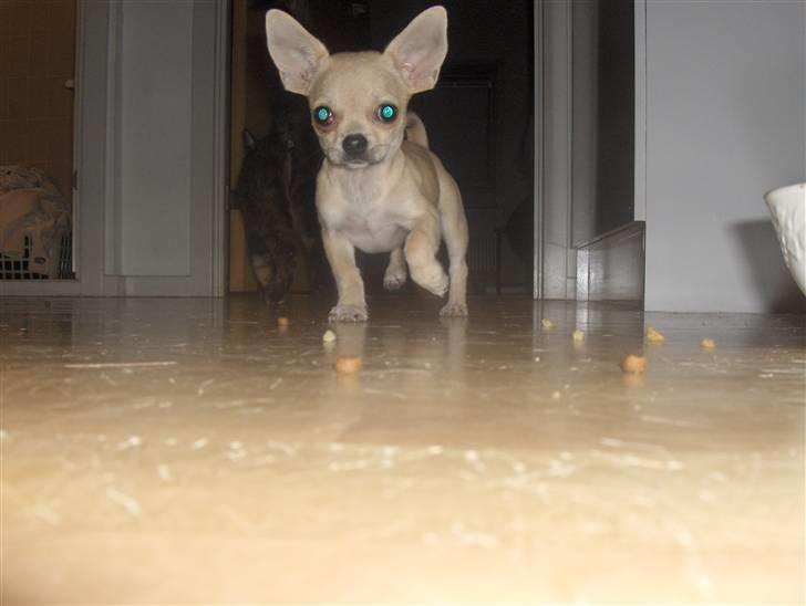 Blanding af racer bastian - Bastian i fuld vigør billede 4