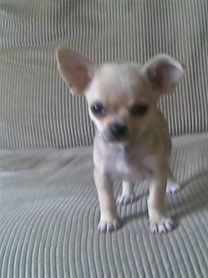 Blanding af racer bastian billede 5