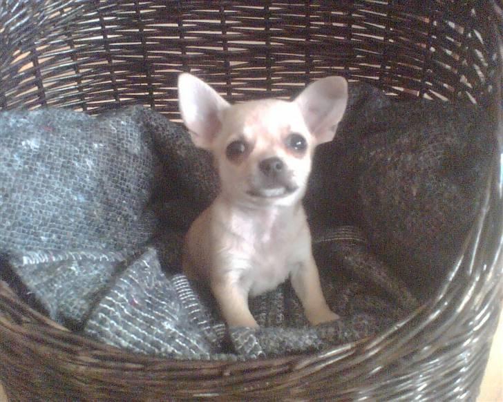 Blanding af racer bastian - Et af de første billeder herhjemme billede 6