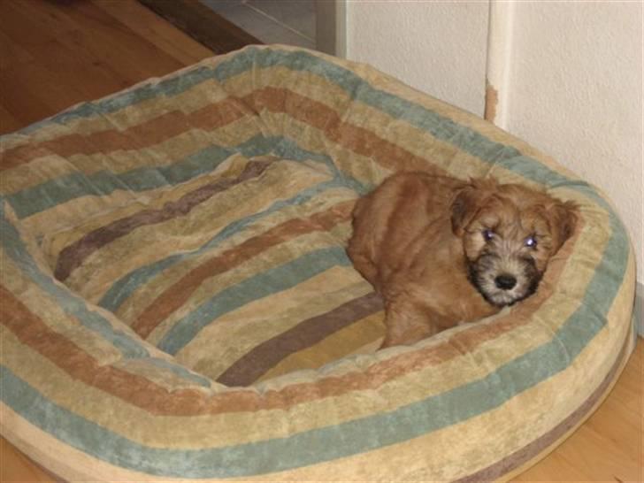Irish softcoated wheaten terrier Frida - Frida 8 uger gammel,-så flyttede hun lige ind i ´storebrors seng´ billede 1