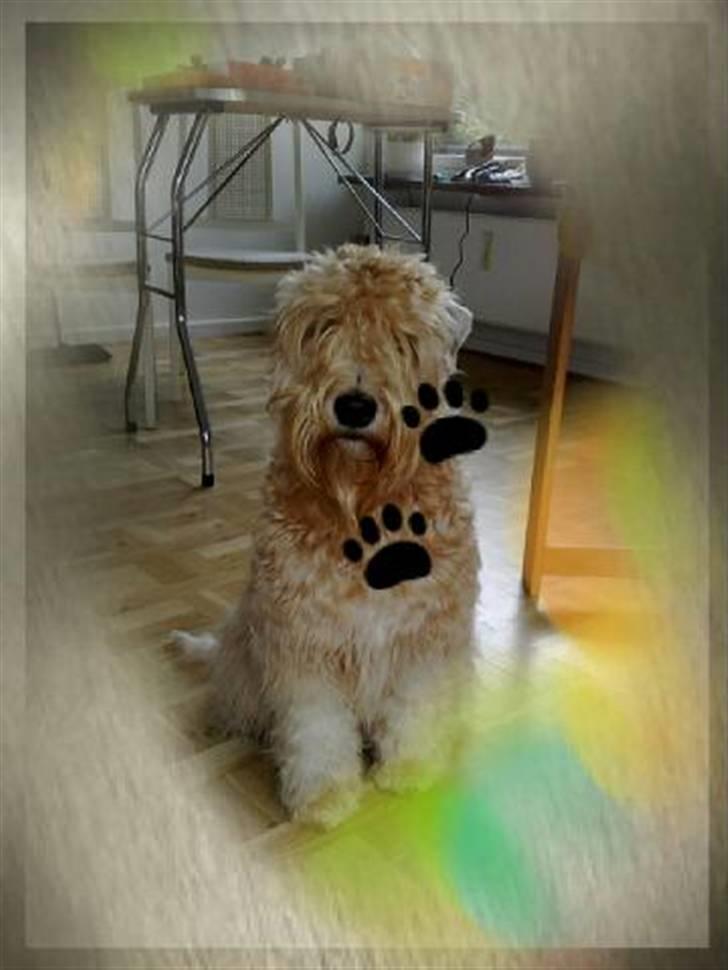 Irish softcoated wheaten terrier Frida - Frida 1 år gammel, endnu ikke" hvedefarvet",-men det kommer. billede 2