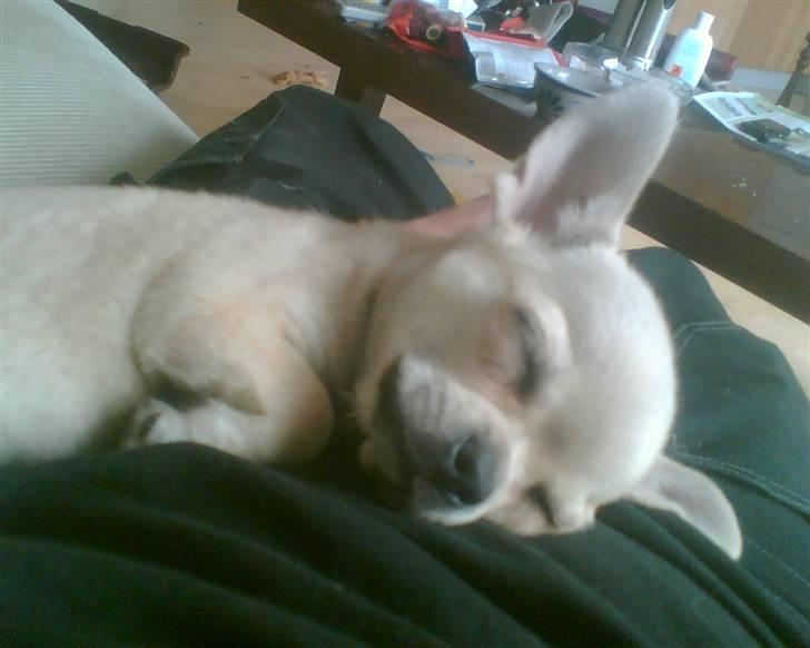 Blanding af racer bastian billede 8