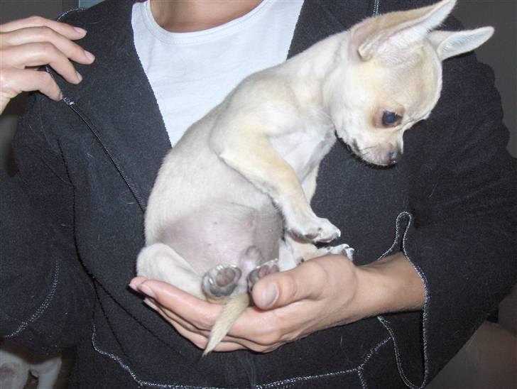 Blanding af racer bastian - Bastian efter en gang kartoffelmos og bankekød.... Der kom lidt tønde over ham... billede 9