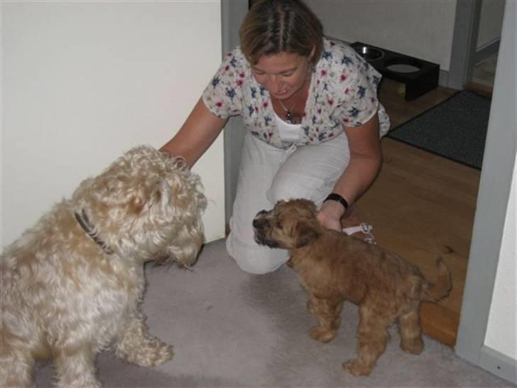 Irish softcoated wheaten terrier Frida - Her mødes jeg med min storebror...Vi er halvsøskende.. billede 3