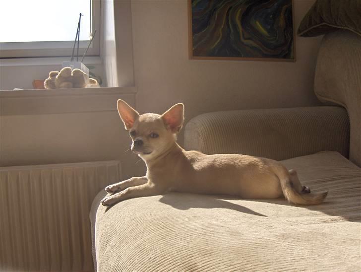 Blanding af racer bastian - Ynglingspladsen i solen billede 10