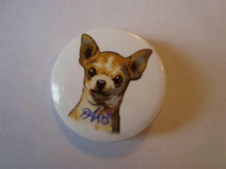 Chihuahua Mira - har min helt egen badge :P billede 11