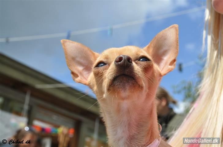 Chihuahua Mira - se jeg kan snuse om hjørner billede 12