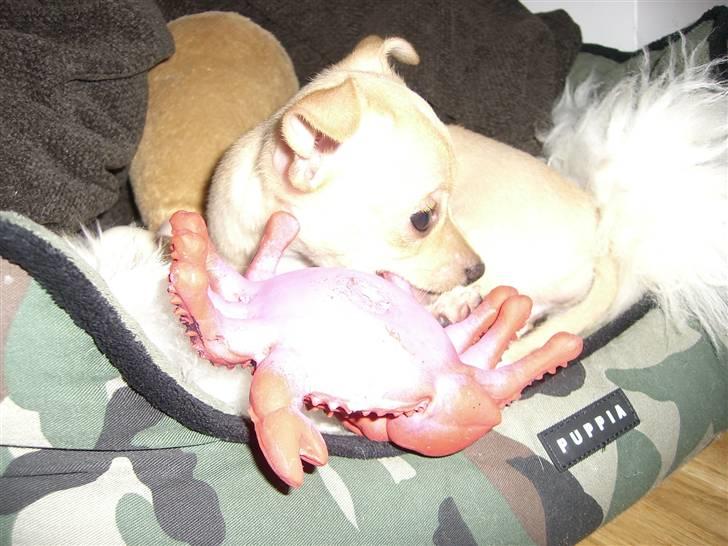 Chihuahua Mira billede 13