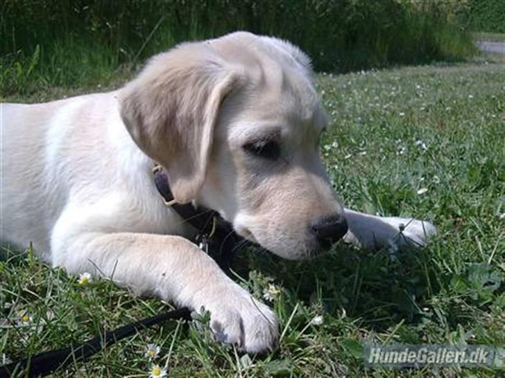 Labrador retriever Sascha *RIP* billede 17