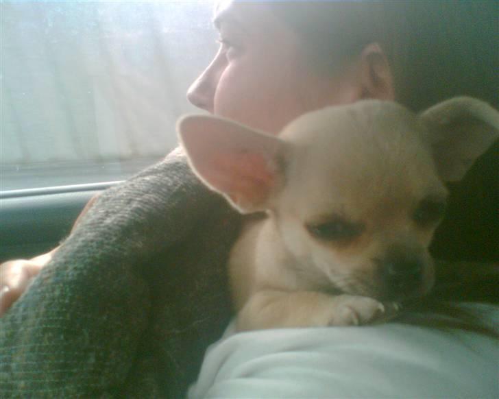 Blanding af racer bastian - endelig på vej hjem med vores dejlige lille bastian billede 12