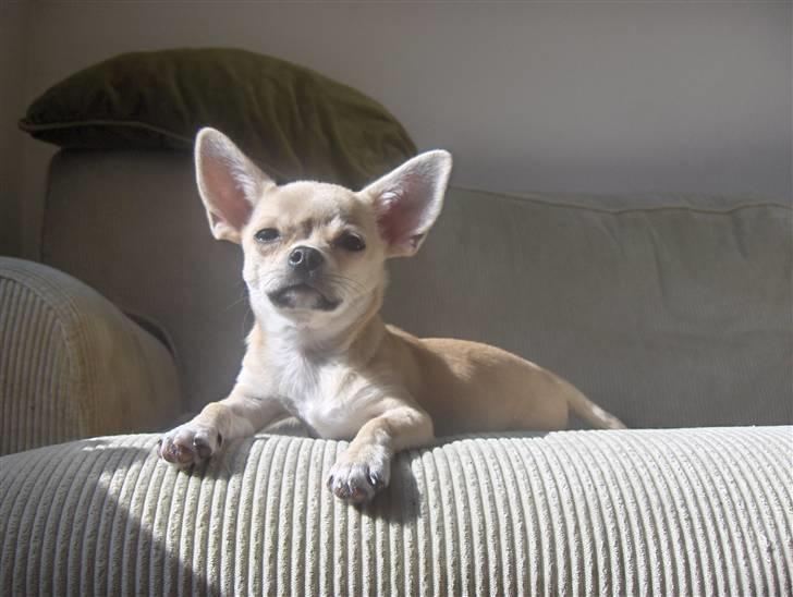 Blanding af racer bastian billede 13