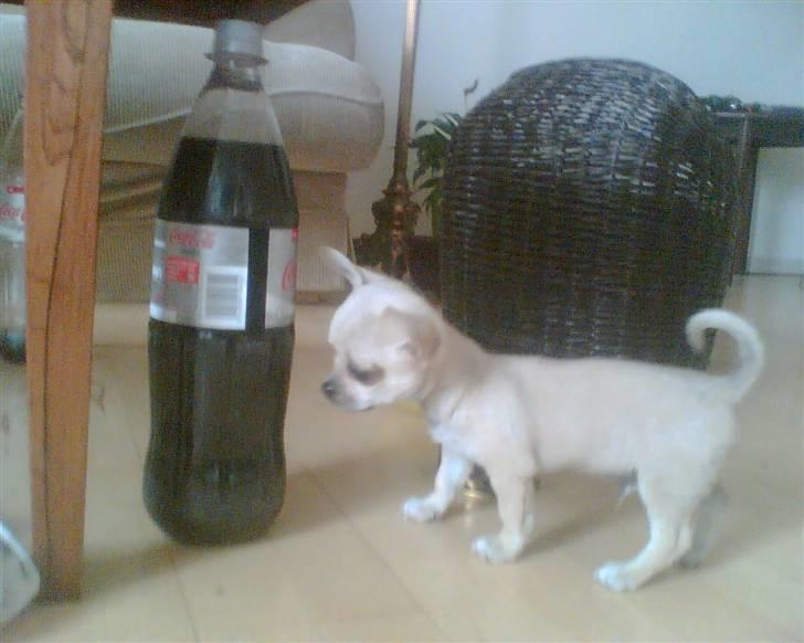 Blanding af racer bastian billede 14