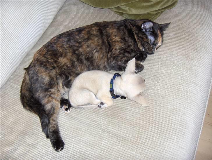 Blanding af racer bastian - bastian får sig en morfar sammen med esmeralda billede 15