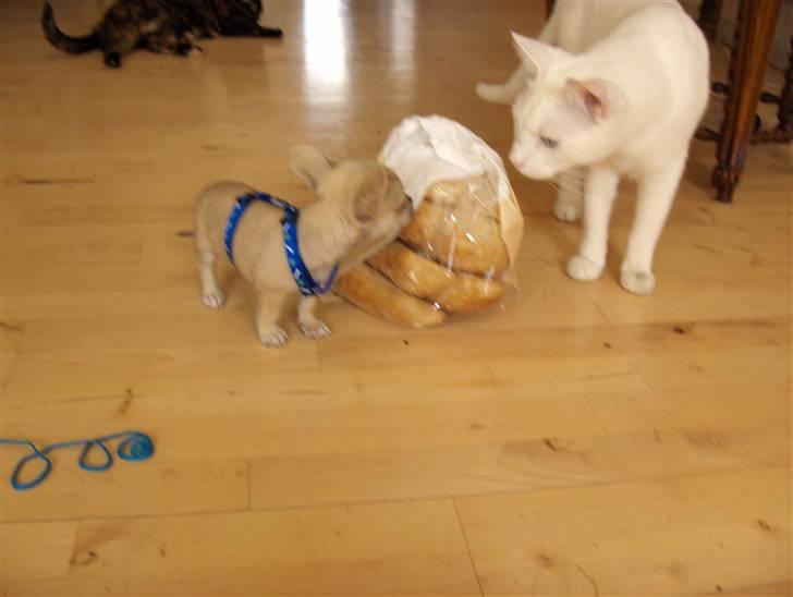 Blanding af racer bastian - ebbe og bastian lurer hinanden af over morgenmaden... billede 16