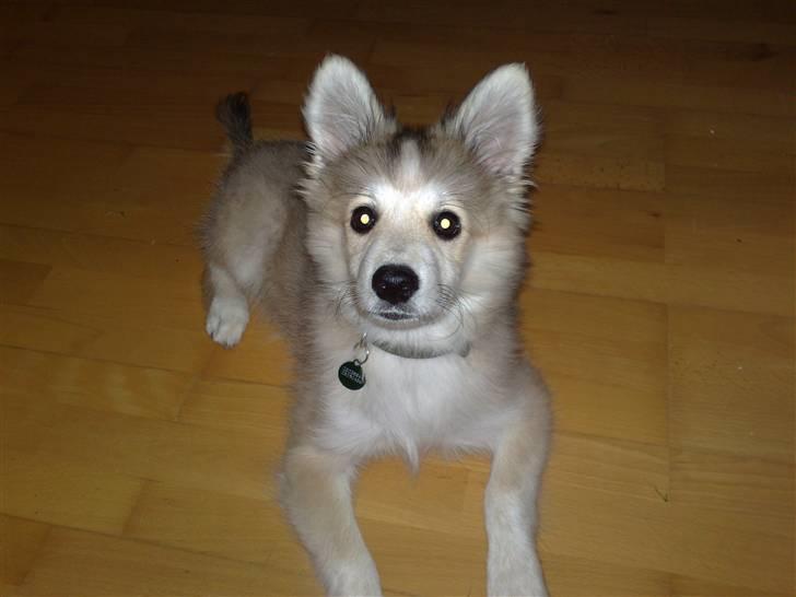 Blanding af racer Kaiser billede 6