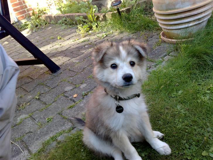 Blanding af racer Kaiser - her er jeg lige i haven med mor og far billede 7