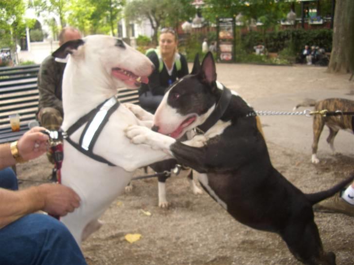 Bullterrier ALF  R.I.P savner dig ven billede 14