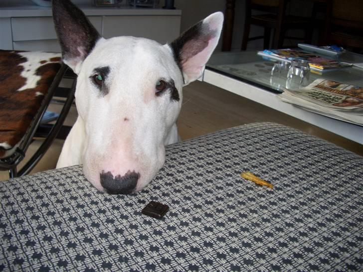 Bullterrier ALF  R.I.P savner dig ven billede 15