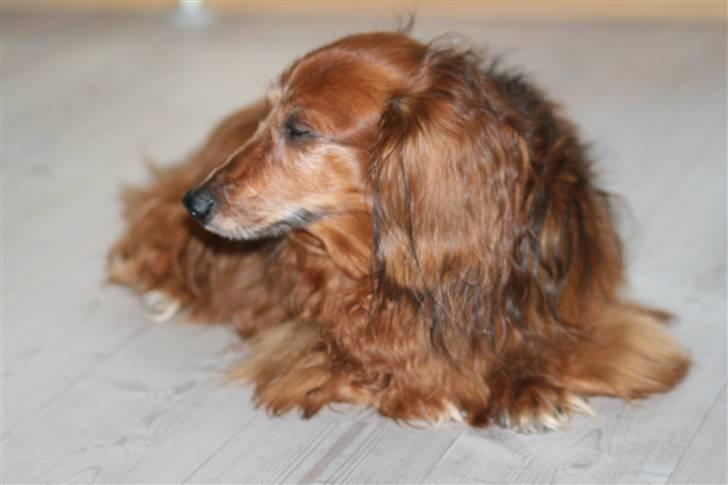 Gravhund Gin død R.I.P billede 1