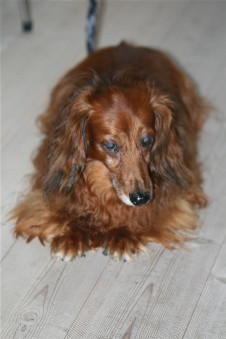 Gravhund Gin død R.I.P billede 2