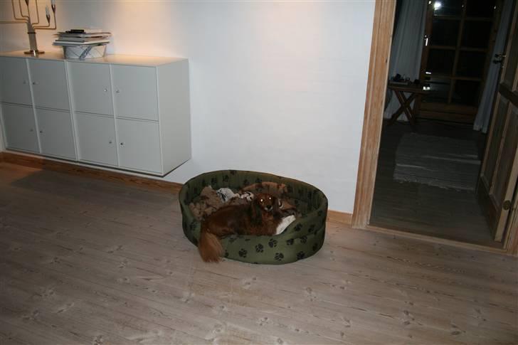Gravhund Gin død R.I.P billede 3