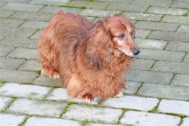 Gravhund Gin død R.I.P billede 4
