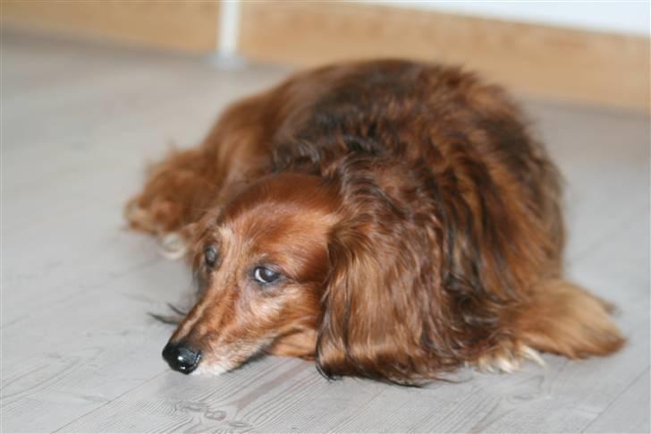 Gravhund Gin død R.I.P billede 5