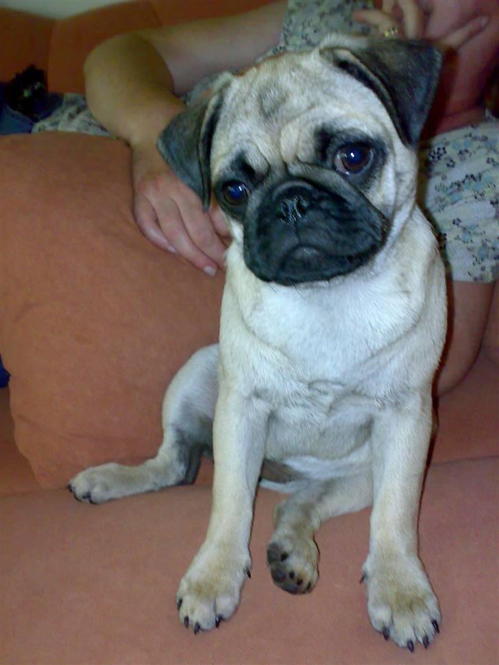 Mops Oda :) billede 13