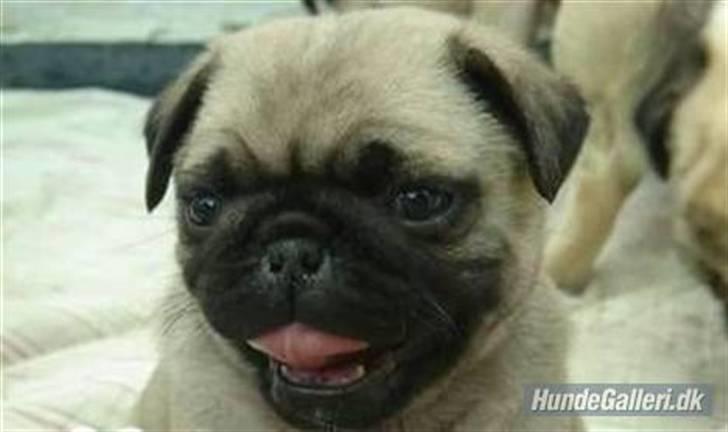 Mops Oda :) billede 14