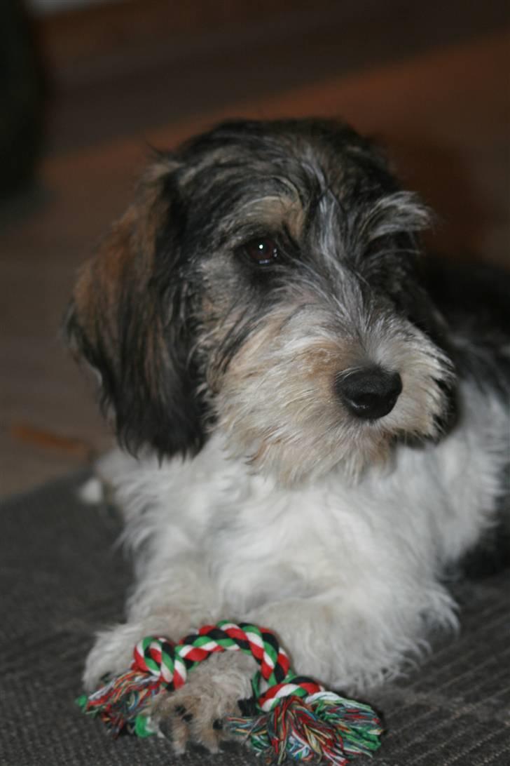 Petit basset griffon wendéen Cocio  R.I.P min ven! billede 1