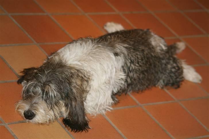 Petit basset griffon wendéen Cocio  R.I.P min ven! billede 2