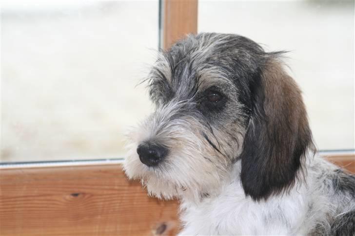 Petit basset griffon wendéen Cocio  R.I.P min ven! billede 3
