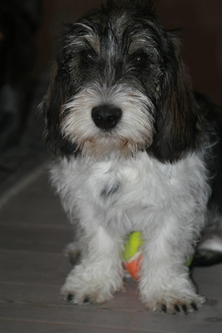 Petit basset griffon wendéen Cocio  R.I.P min ven! billede 4