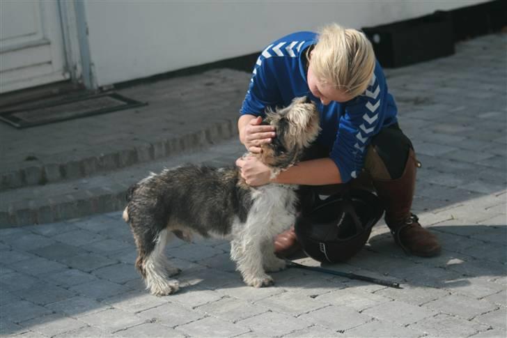 Petit basset griffon wendéen Cocio  R.I.P min ven! billede 5