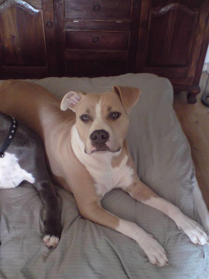 Amerikansk staffordshire terrier Freja - Prøv lige og se hendes flotte øjne;P billede 1