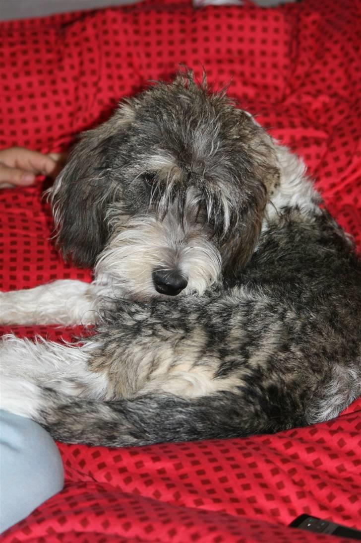 Petit basset griffon wendéen Cocio  R.I.P min ven! billede 6