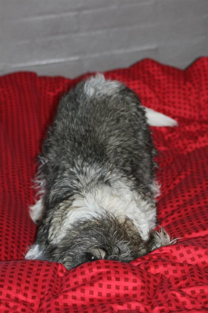 Petit basset griffon wendéen Cocio  R.I.P min ven! billede 7