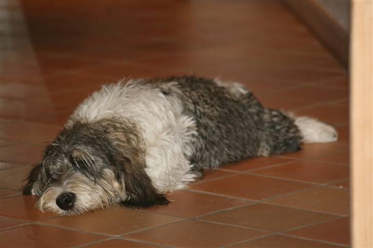 Petit basset griffon wendéen Cocio  R.I.P min ven! billede 8