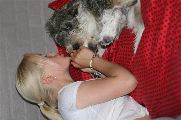 Petit basset griffon wendéen Cocio  R.I.P min ven! billede 9