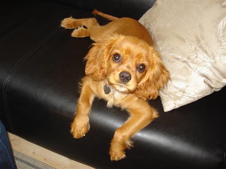 Cavalier king charles spaniel aZalia's Coco billede 13