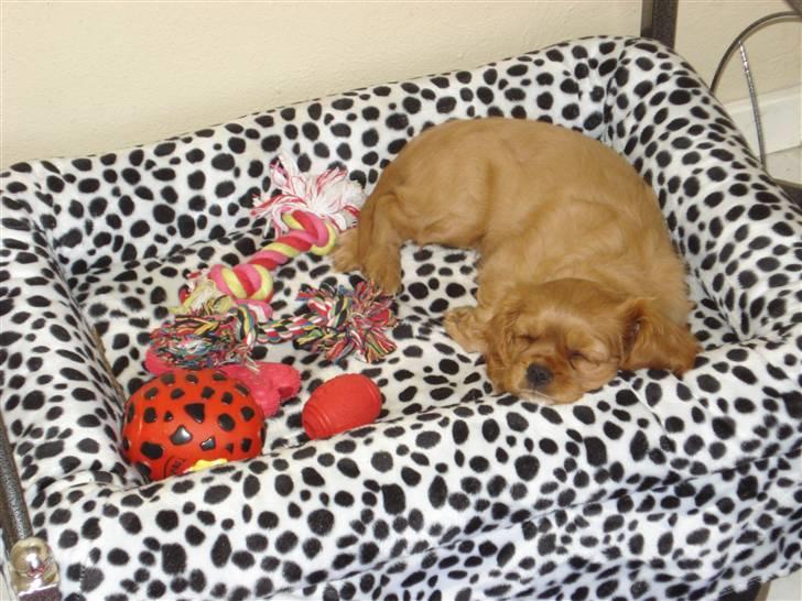 Cavalier king charles spaniel aZalia's Coco billede 14